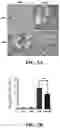 Fig. 07 - METHOD FOR PREVENTING AND/OR TREATING HELICOBACTER PYLORI-RELATED DISEASE BY USING PARABACTEROIDES GOLDSTEINII AND ITS METABOLITES