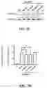 Fig. 08 - METHOD FOR PREVENTING AND/OR TREATING HELICOBACTER PYLORI-RELATED DISEASE BY USING PARABACTEROIDES GOLDSTEINII AND ITS METABOLITES