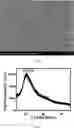 Fig. 02 - Marine polysaccharide vector-based anthocyanin nanoparticles, and preparation method therefor and application thereof in targeted delivery