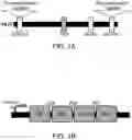 Fig. 02 - VIRUSES ENGINEERED TO PROMOTE THANOTRANSMISSION AND THEIR USE IN TREATING CANCER