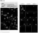 Fig. 16 - SPATIAL SEQUENCING OF MODIFIED SEQUENCES