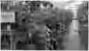 Fig. 01 - RASPBERRY PLANT NAMED 'ABB 135'