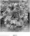 Fig. 02 - LETTUCE VARIETY 'KINLAR'