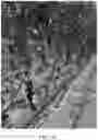 Fig. 07 - HYBRID TOMATO VARIETIES 'E15C42785' AND 'E15C42788'