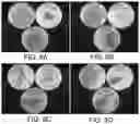 Fig. 08 - Bacterial control through dispersion of bacteriophage powders.