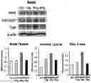 Fig. 01 - COMPOSITION FOR PREVENTING OR TREATING NEUROPSYCHOLOGIC DISEASE, COMPRISING MANF