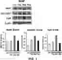 Fig. 02 - COMPOSITION FOR PREVENTING OR TREATING NEUROPSYCHOLOGIC DISEASE, COMPRISING MANF