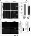 Fig. 06 - COMPOSITION FOR PREVENTING OR TREATING NEUROPSYCHOLOGIC DISEASE, COMPRISING MANF