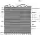 Fig. 08 - Methods of Treating or Preventing Acute Respiratory Distress Syndrome
