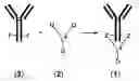 Fig. 45 - VIA CYCLOADDITION BILATERALLY FUNCTIONALIZED ANTIBODIES