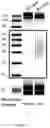 Fig. 08 - ANALYSIS OF NUCLEIC ACIDS ASSOCIATED WITH EXTRACELLULAR VESICLES