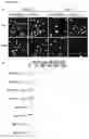 Fig. 22 - RNA templated ligation