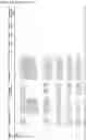 Fig. 43 - METHODS AND MEANS FOR AMPLIFICATION-BASED QUANTIFICATION OF NUCLEIC ACIDS