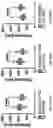 Fig. 45 - ALL-OPTICAL VISUALIZATION OF SPECIFIC MOLECULES IN THE ULTRASTRUCTURAL CONTEXT OF BRAIN TISSUE