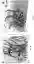 Fig. 49 - ALL-OPTICAL VISUALIZATION OF SPECIFIC MOLECULES IN THE ULTRASTRUCTURAL CONTEXT OF BRAIN TISSUE