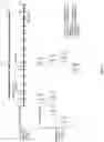 Fig. 08 - Document co-editing using a Forest representation
