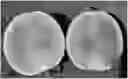 Fig. 01 - PARTHENOCARPIC WATERMELON PLANTS