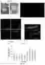 Fig. 23 - HYDROGELS FOR USE IN SKIN TISSUE ENGINEERING