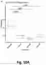 Fig. 22 - METHODS AND AGENTS FOR TREATING, PREVENTING, DIAGNOSING, AND EVALUATING THERAPY FOR FIBROTIC, AUTOIMMUNE, AND INFLAMMATORY CONDITIONS