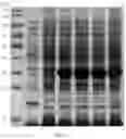 Fig. 02 - INDIRECT ENZYME-LINKED IMMUNOSORBENT ASSAY DETECTION KIT BASED ON P30 PROTEIN AND P22 PROTEIN OF AFRICAN SWINE FEVER VIRUS