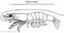Fig. 02 - AQUACULTURED CRUSTACEAN AND METHOD OF PRODUCING SAME