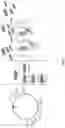 Fig. 02 - MICROBES WITH REDUCED ADHESION CHARACTERISTICS
