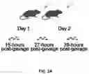 Fig. 07 - MICROBES WITH REDUCED ADHESION CHARACTERISTICS