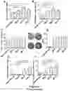 Fig. 08 - Structure-Function Relationships in the Development of Immunotherapeutic Agents