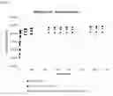 Fig. 06 - Additive formulation for reduction or prevention of microbially induced corrosion in concrete or cementitious material