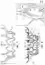 Fig. 12 - Prosthetic heart valve
