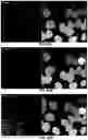 Fig. 197 - Tracking biological objects over time and space