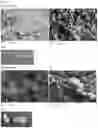 Fig. 06 - ACCELERATING TOOTH REMINERALISATION AND BONE REGENERATION WITH SELF-ASSEMBLING PEPTIDES AND AMORPHOUS CALCIUM PHOSHATE