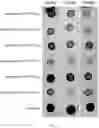 Fig. 06 - PHAGE COMPOSITIONS FOR ESCHERICHIA COMPRISING CRISPR-CAS SYSTEMS AND METHODS OF USE THEREOF