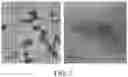 Fig. 04 - Method for Preparing Nano-Graphene Oxide by Electrochemically Exfoliating Carbon Fiber Material