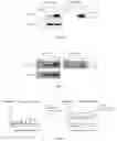 Fig. 03 - FUSION PROTEIN AND USE THEREOF