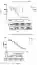 Fig. 06 - ANTIBODY TARGETING INTERLEUKIN 36R, PREPARATION METHOD THEREFOR, AND APPLICATION THEREOF