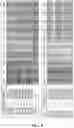 Fig. 09 - ANTIBODY AND CHIMERIC ANTIGEN RECEPTOR (CAR) BINDING TO CD70, AND APPLICATION THEREOF
