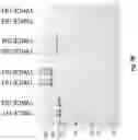 Fig. 07 - Twin Immune Cell Engager