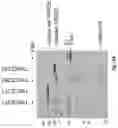 Fig. 22 - Twin Immune Cell Engager