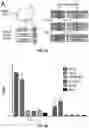 Fig. 06 - ANTI-CLEAVED ICASPASE SUBSTRATE ANTIBODIES AND METHODS OF USE