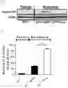 Fig. 02 - COMPOSITIONS AND METHODS FOR TREATING DISEASES OF THE LIVER