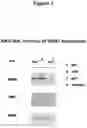 Fig. 02 - INCREASING LEVELS OF NICOTINIC ALKALOIDS IN PLANTS