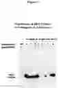 Fig. 08 - INCREASING LEVELS OF NICOTINIC ALKALOIDS IN PLANTS