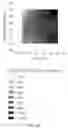 Fig. 09 - Methods for Purification of AAV Vectors by Anion Exchange Chromatography