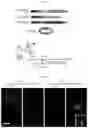 Fig. 08 - Methods and compositions for genome editing in non-dividing cells