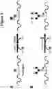 Fig. 04 - BETA-1,4 GALACTOSYLATION OF PROTEINS