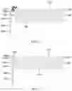 Fig. 07 - Manufacturing Method of Display Panel and Display Panel