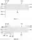 Fig. 09 - Manufacturing Method of Display Panel and Display Panel