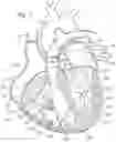 Fig. 02 - ASSEMBLY OF HEART VALVES AND INTERMEDIATE ADAPTER STENT