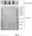 Fig. 07 - Nanoparticles comprising peptides including an n-terminal linker